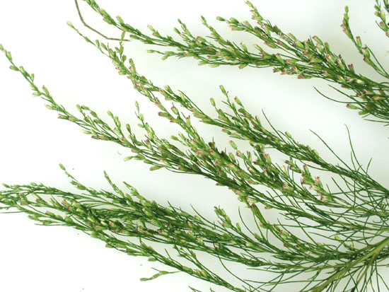 capillifolium_TENN_closeup.jpg